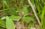 Green trillium